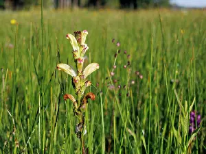 Orobanchaceae Prints: Moor-king (Pedicularis sceptum-carolinum) in flower in grassland