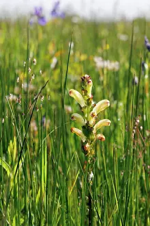 Orobanchaceae Prints: Moor-king (Pedicularis sceptum-carolinum) in flower in grassland