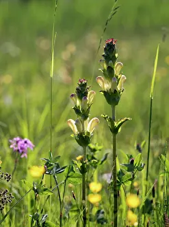 Orobanchaceae Prints: Moor-king (Pedicularis sceptum-carolinum) in flower in grassland