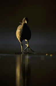 Moorhen (Gallinula chloropus) adult walking on frozen lake at dusk, backlit, Derbyshire