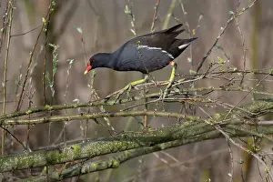 Rallidae Prints: Moorhen (Gallinula chloropus) standing on branches of fallen tree