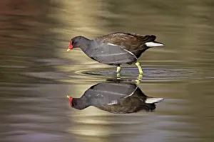 Gloucestershire Prints: Moorhen (Gallinula chloropus) walking through shallow water