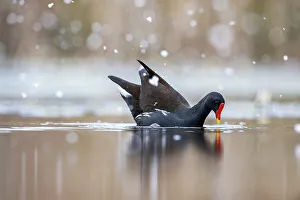 Christmas Prints: Moorhen (Gallinula chloropus) on water in falling snow