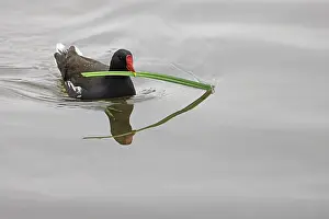 Norfolk Prints: Moorhen (Gallinula chloropus) on water with nesting material in beak