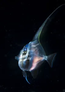 Moorish idol (Zanclus cornutus) juvenile with transparent skin in the open ocean