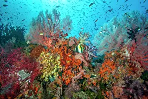 Scleractinia Prints: Moorish idol (Zanclus cornutus) swimming past a reef covered with Coral sea fans including (Melithaea sp)