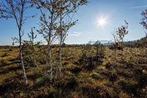 Rosanae Prints: Moorland with Birch Trees (Betula pubescens) in morning sun