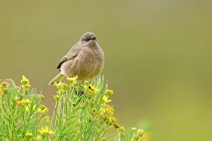 Chat Thrush Prints: Moorland chat (Cercomela sordida) perched on small shrub with yellow flowers