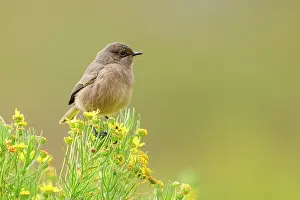 Chat Thrush Prints: Moorland chat (Cercomela sordida) perched on small shrub with yellow flowers