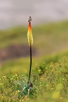 Chat Thrush Prints: Moorland chat (Pinarochroa sordida) perched on Red hot poker plant (Kniphofia foliosa) in Ethiopian highlands