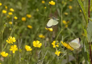Moorland Clouded Yellow butterfly (Colias palaeno) male and female, Joutsa (formerly Leivonmaki)