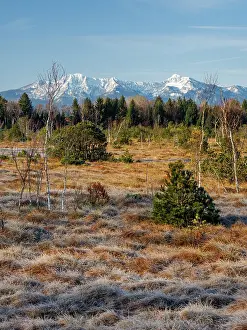 Upland Prints: Moorland and forest with Herzogstand and Heimgarten mountains in background