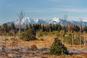 Conifers Prints: Moorland with pine trees and birches and Herzogstand and Heimgarten mountains in background