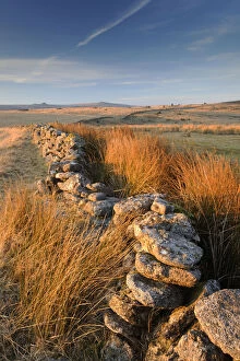 Moorland view with dry stone wall and rushes in warm evening light, near Bellever