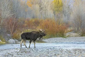 Alces Alces Gallery: Moose (Alces alces) bull, crossing mountain river after sunset. Grand Teton National Park