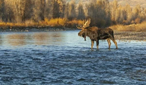 Moose (Alces alces) bull crossing mountain river at sunset, Grand Teton National Park