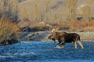 Bulls Prints: Moose (Alces alces) bull, crossing mountain river at sunset