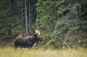 Cervids Collection: Moose (Alces alces) bull at the edge of the Great North Woods, Baxter State Park, Maine