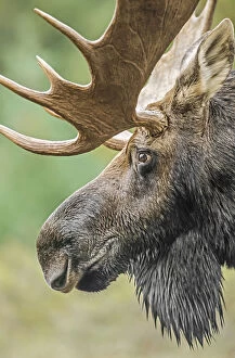 North American Wildlife Collection: Moose (Alces alces) bull portrait, Baxter State Park, Maine, USA