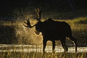 Alces Alces Gallery: Moose (Alces alces) bull shaking off water at sunset, Great North Woods, Baxter State Park