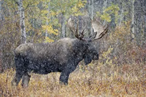 Alces Alces Prints: Moose (Alces alces) bull in snow storm with aspen trees in background, Grand Teton NP