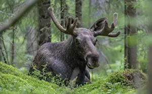 Bulls Prints: Moose (Alces alces) bull, standing in forest, Finland. August