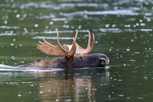 2020 February Highlights Collection: Moose (Alces alces) bull swimming across river. Grand Teton National Park, Wyoming, USA