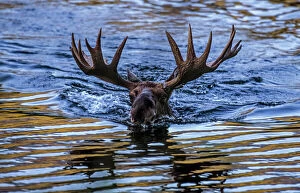 Cervidae Collection: Moose (Alces alces) bull swimming in water, Baxter State Park, Maine, USA