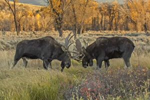 December 2021 Highlights Gallery: Moose (Alces alces) two bulls sparring in willow flat grasslands