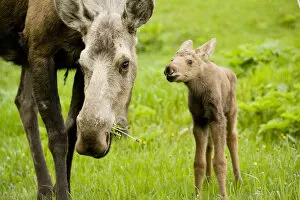 Images Dated 27th May 2012: Moose (Alces alces) cow with a newborn calf. Tony Knowles Coastal Trail, Anchorage