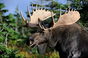 Animal Head Gallery: Moose (Alces alces) head portrait of bull standing in forest clearing, Cap Breton