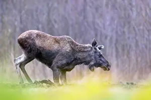 Alces Alces Prints: Moose (Alces alces) kneeling down on front legs, Biebrza National Park, Poland. April