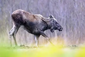 Alces Alces Prints: Moose (Alces alces) kneeling down on front legs, Biebrza National Park, Poland. April