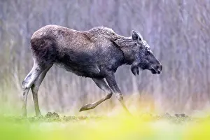 Alces Alces Prints: Moose (Alces alces) kneeling down on front legs, Biebrza National Park, Poland. April