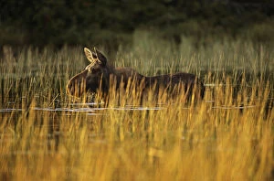 Moose (Alces alces) in pool of water at sunset, Baxter State Park, Maine, New England