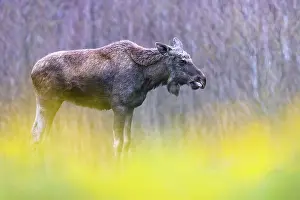 Alces Alces Prints: Moose (Alces alces) portrait, Biebrza National Park, Poland. April