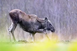 Alces Alces Prints: Moose (Alces alces) standing up from kneeling position