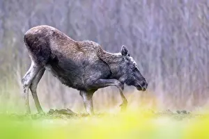 Alces Alces Prints: Moose (Alces alces) standing up from kneeling position