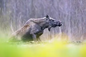Alces Alces Prints: Moose (Alces alces) standing up from kneeling position