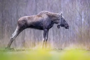 Alces Alces Prints: Moose (Alces alces) stretching its legs, portrait, Biebrza National Park, Poland. April