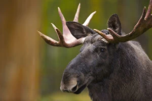 Alces Alces Gallery: Moose (Alces alces) in Taiga woodland, Laponia / Lappland, Finland