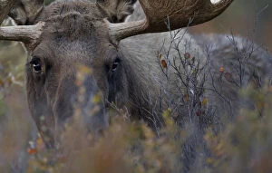 Alces Alces Gallery: Moose (Alces americanus) close-up grazing, Denali National Park, Alaska, USA, September