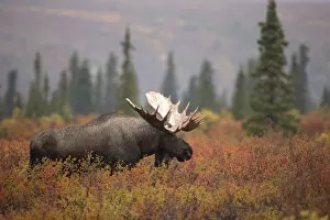 Alces Alces Gallery: Moose Bull (Alces alces) walking in forest clearing, Denali National Park, USA, September