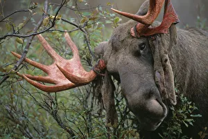 Moose bull rubbing antlers on tree to shed velvet {Alces alces} Sarek NP, Sweden