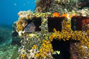 Moray eel (Muraena helena) looking out of a hole in the artificial reef, Larvotto Marine Reserve
