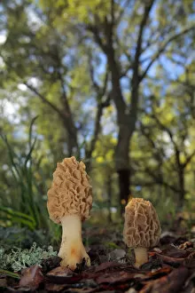 Andalusia Gallery: Morel mushroom (Morchella sp) Sierra de Grazalema Natural Park, southern Spain, May