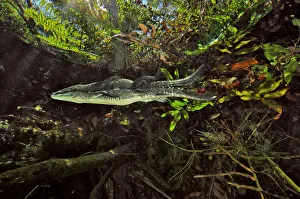 Cenote Prints: Morelets crocodile / Central American crocodile (Crocodylus moreletii) hiding