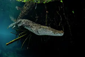 Morelet's crocodile (Crocodylus moreletii) diving underwater in a mangrove lagoon, near Tulum, Yucatan Peninsula, Mexico
