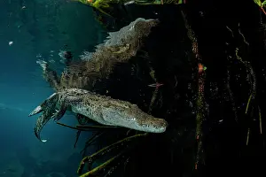 Crocodilian Prints: Morelet's crocodile (Crocodylus moreletii) swimming in a mangrove lagoon