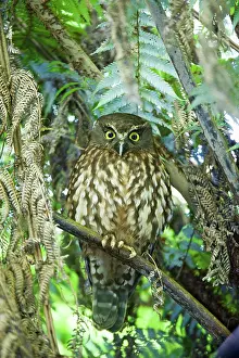 North Island Prints: Morepork (Ninox novaeseelandiae) perched in tree